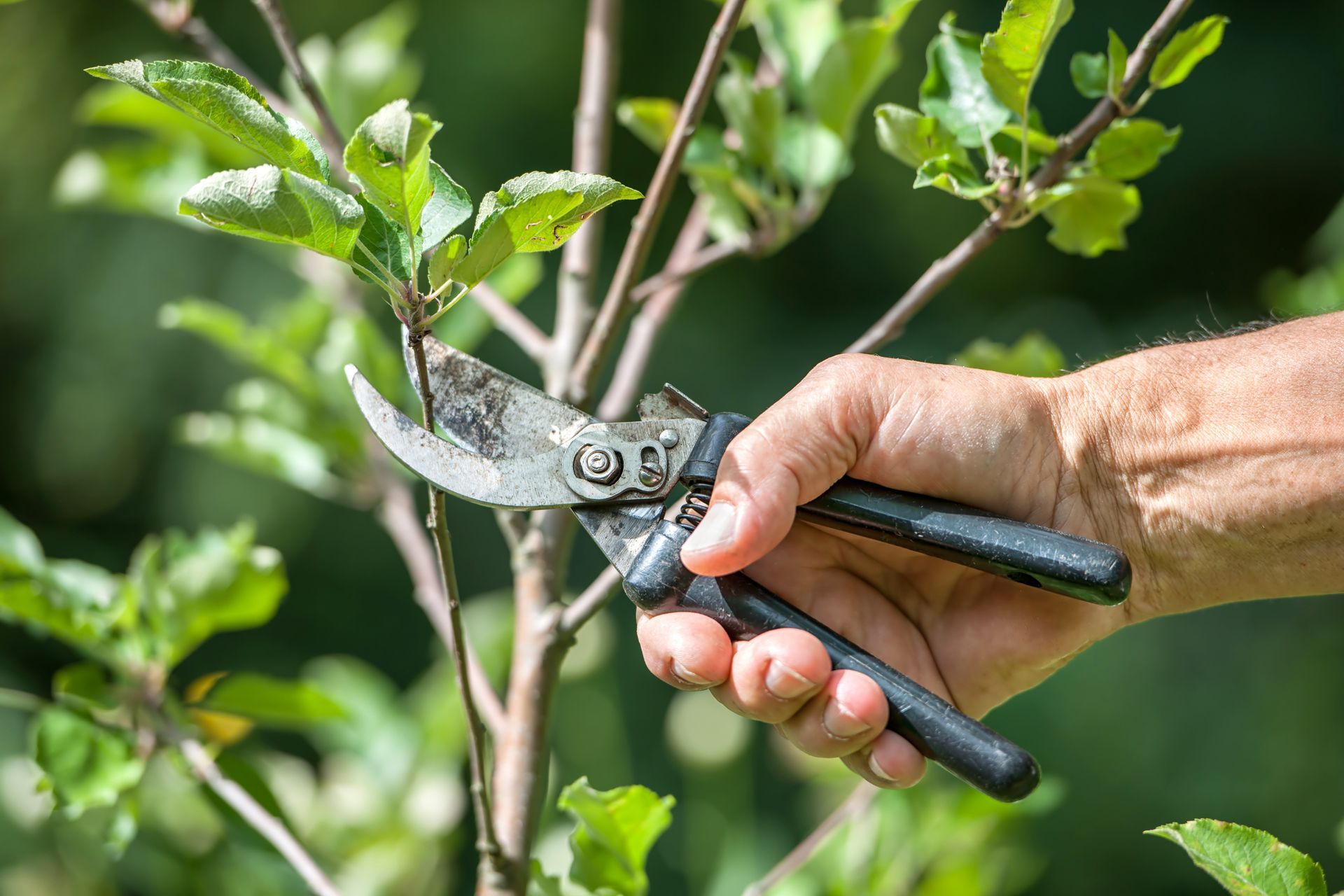 A person is cutting a tree branch with a pair of scissors.