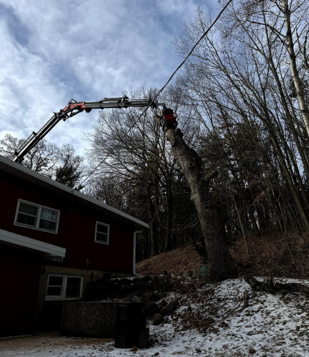 A crane is lifting a tree in front of a red house