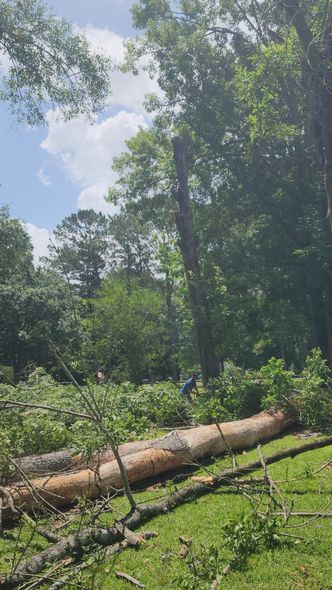 Sunlit forest clearing with fallen log, green undergrowth, and tall trees under a blue sky