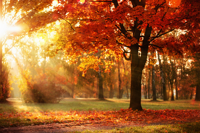 Sunlight streams through red and orange autumn leaves in a park.