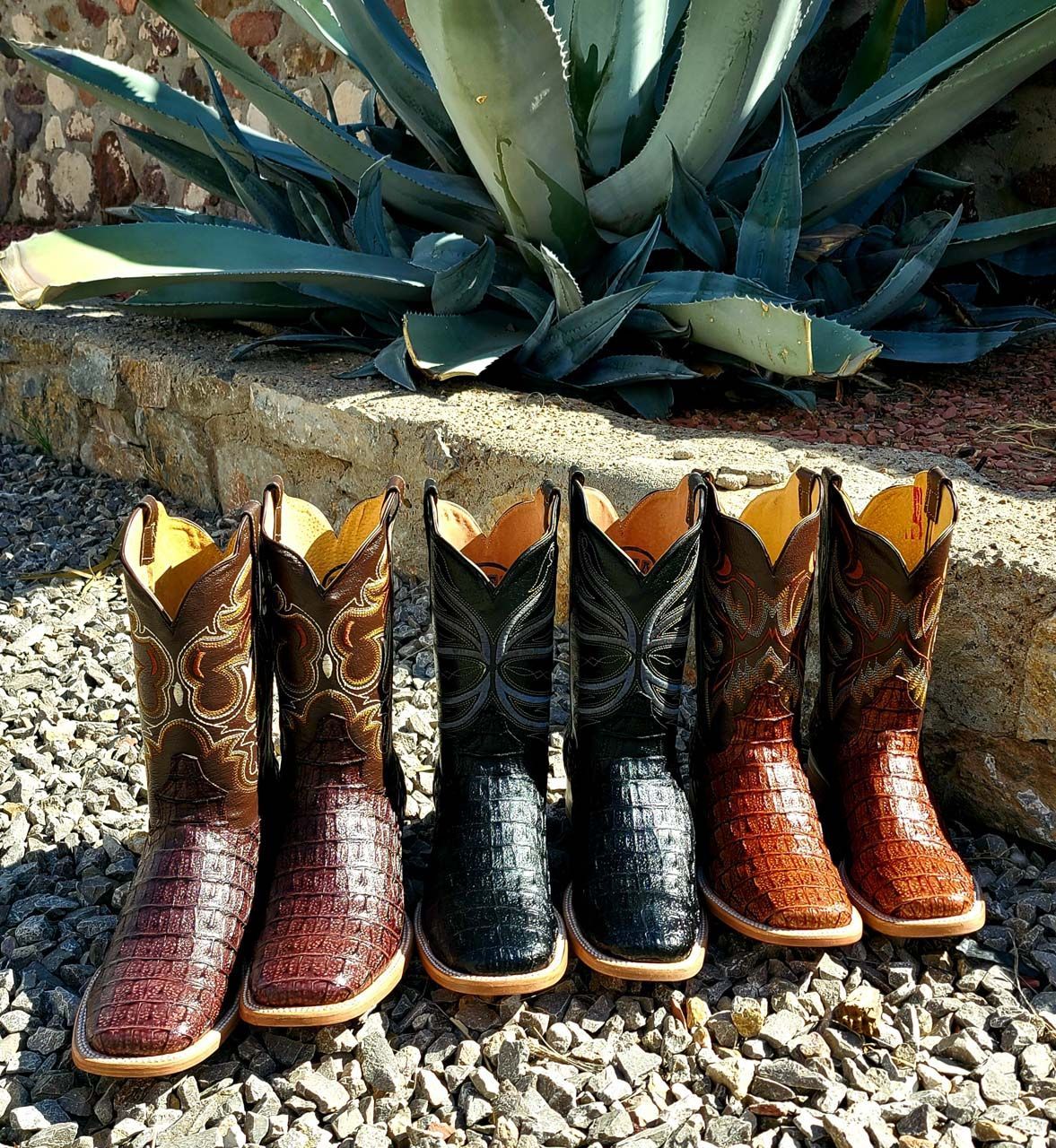 A row of cowboy boots are lined up on gravel in front of a plant.