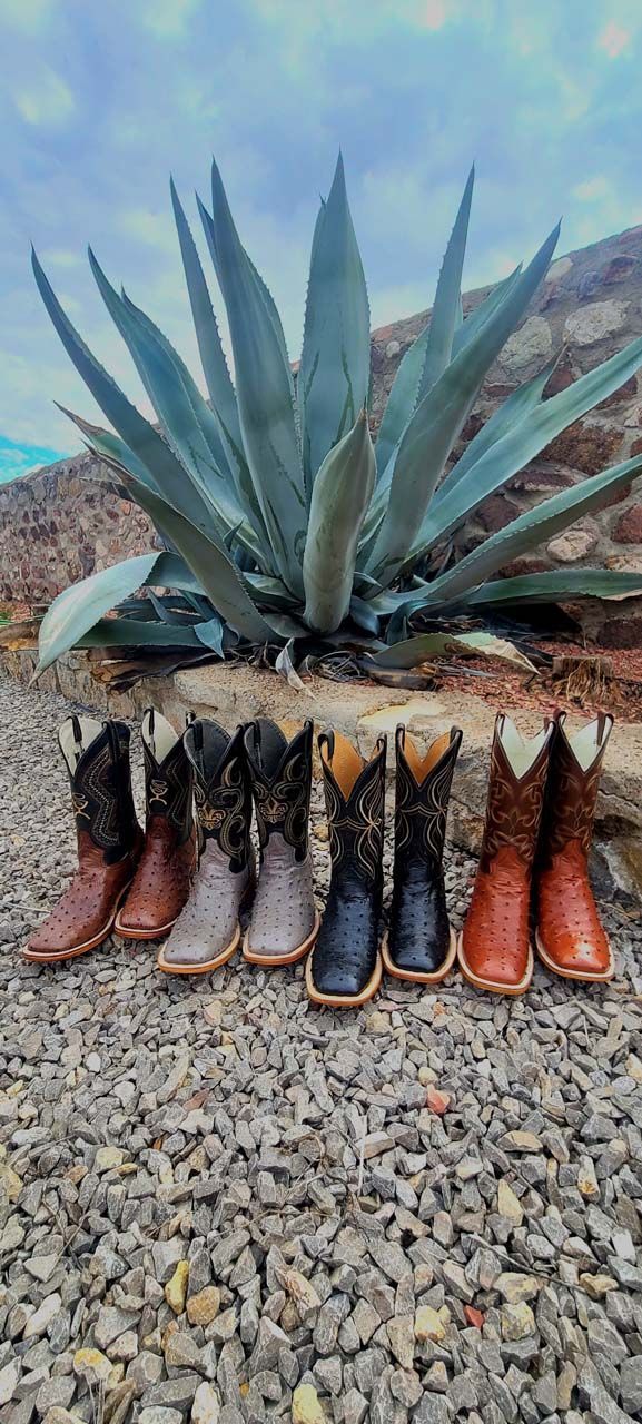 A row of cowboy boots sitting on top of a rock next to an agave plant.