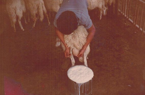 lavorazione pecore formaggio