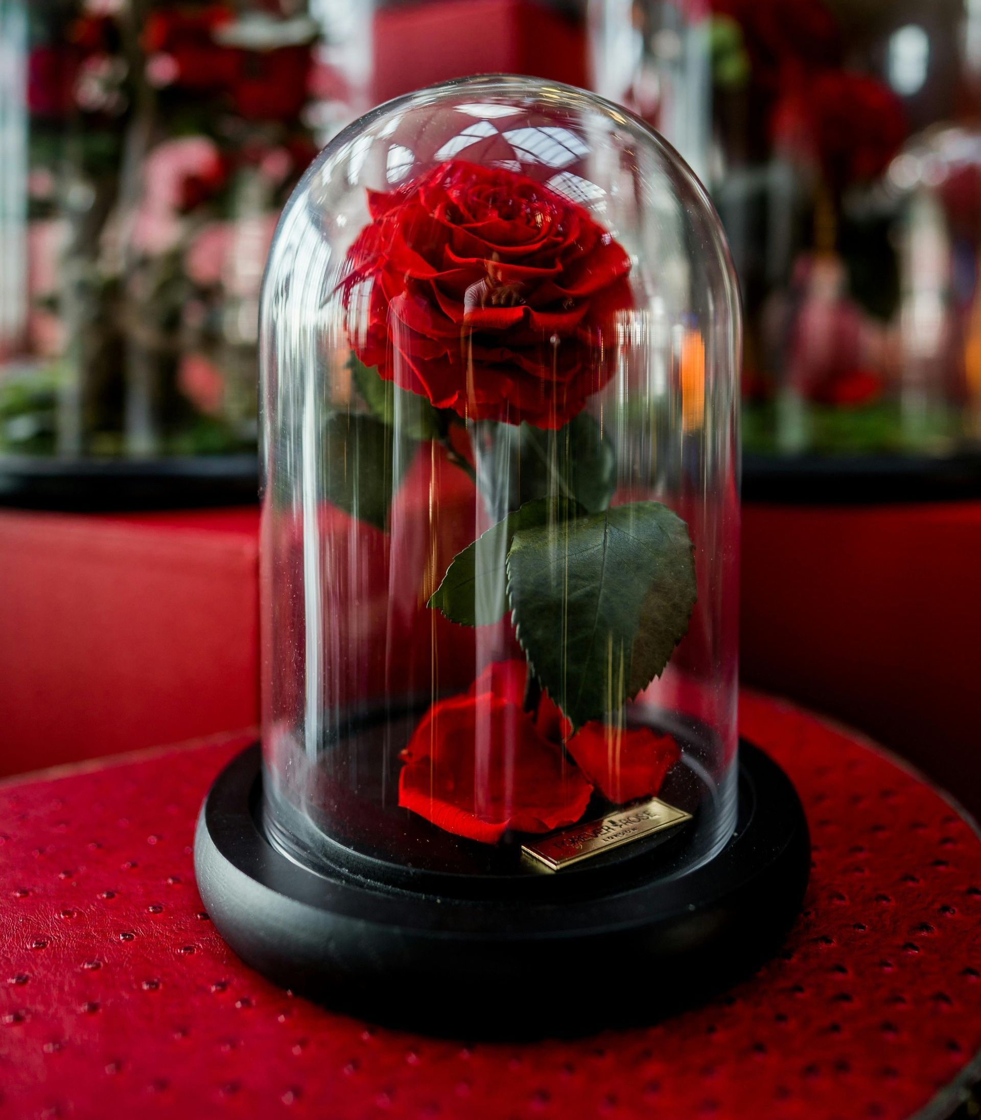 Beauty and the Beast