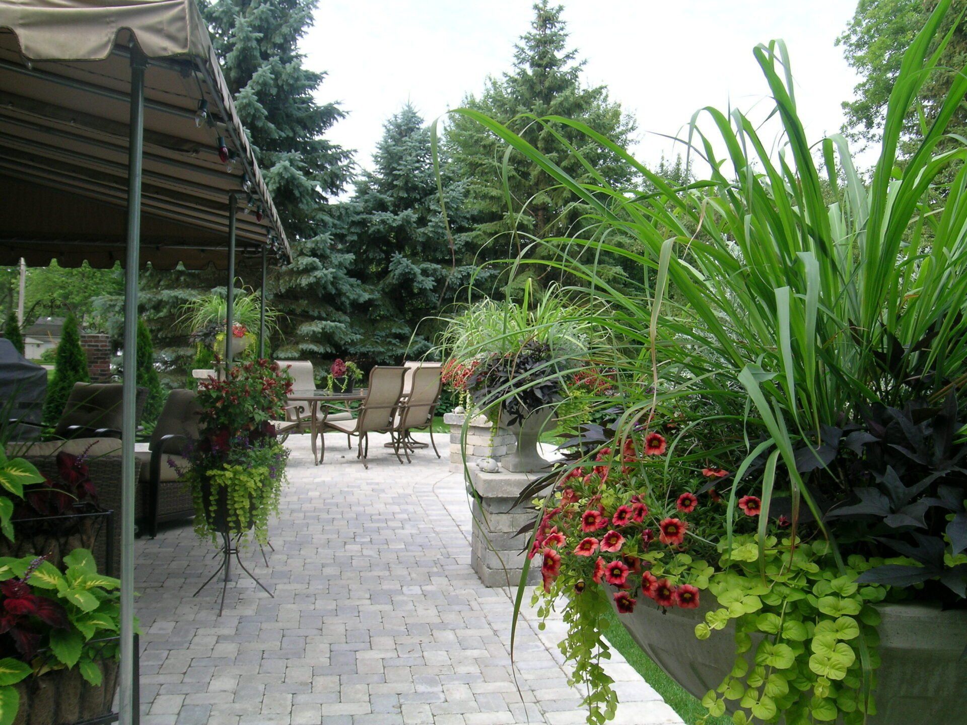 A patio with a canopy and lots of plants and flowers