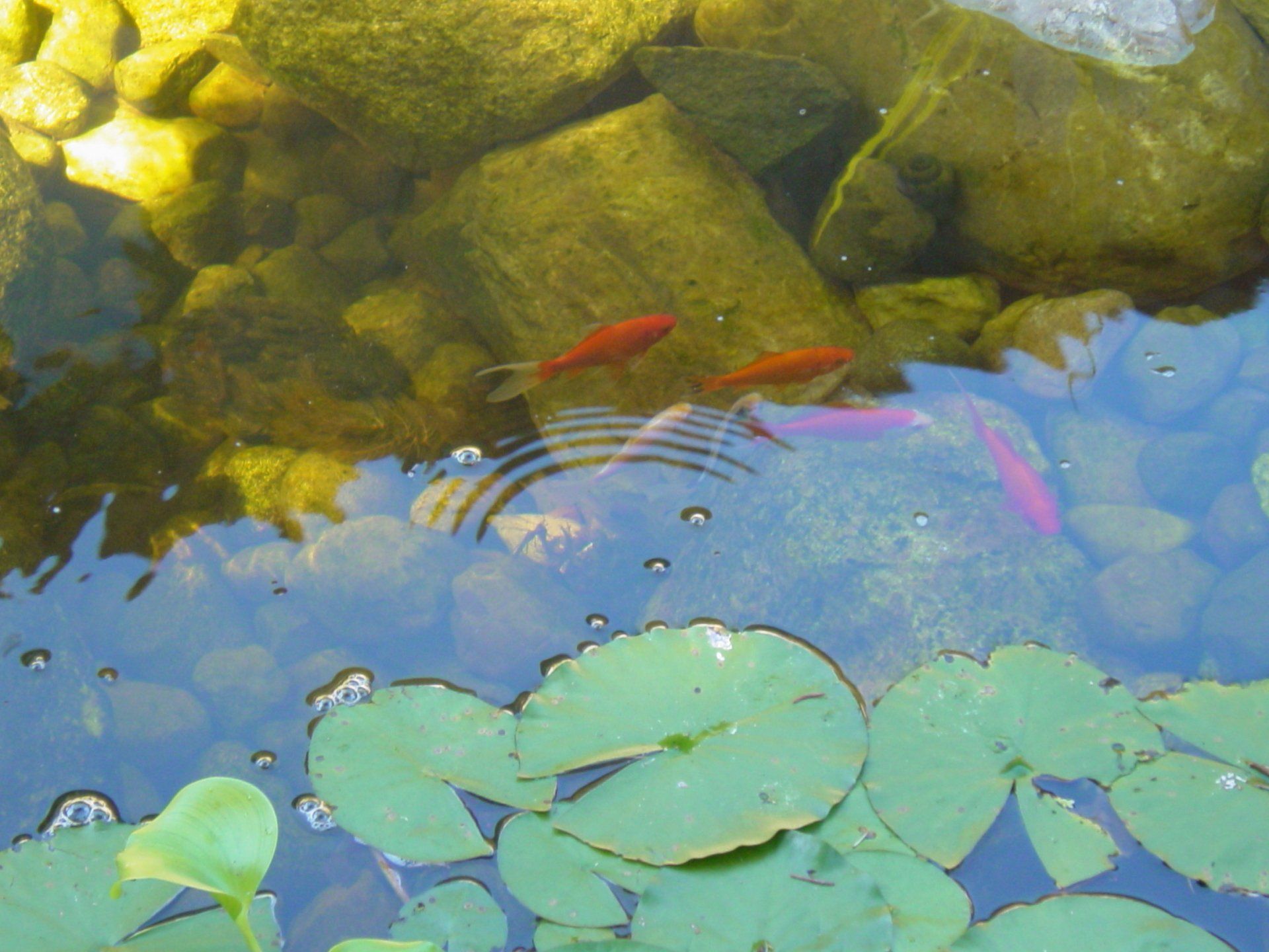 A pond with lily pads and fish in it