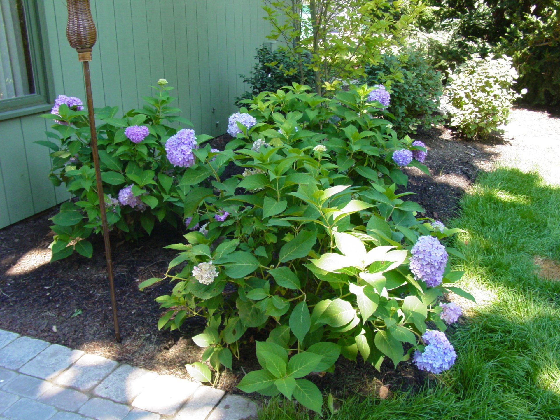 A garden with purple flowers and green leaves