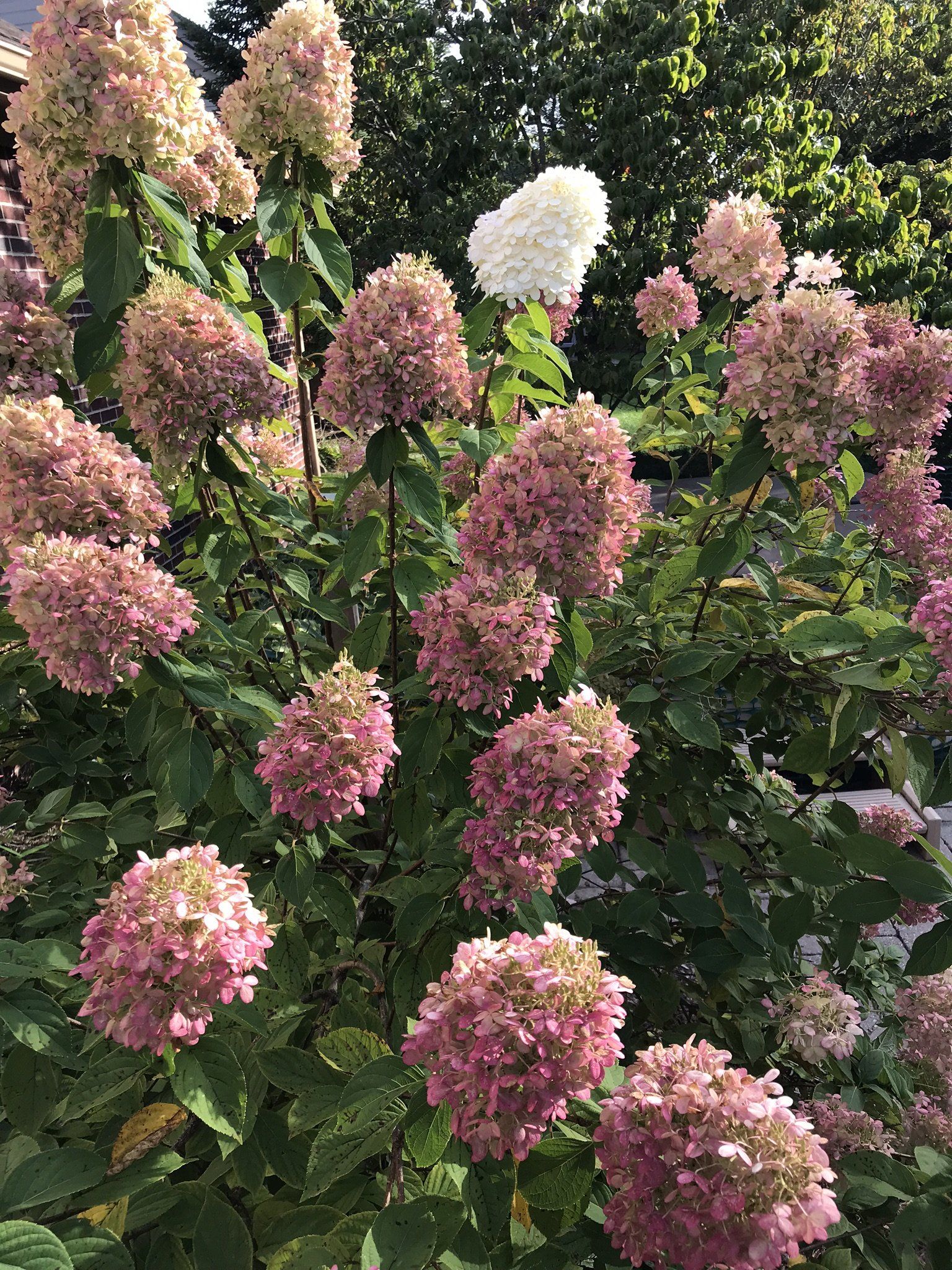A bush with pink and white flowers and green leaves.
