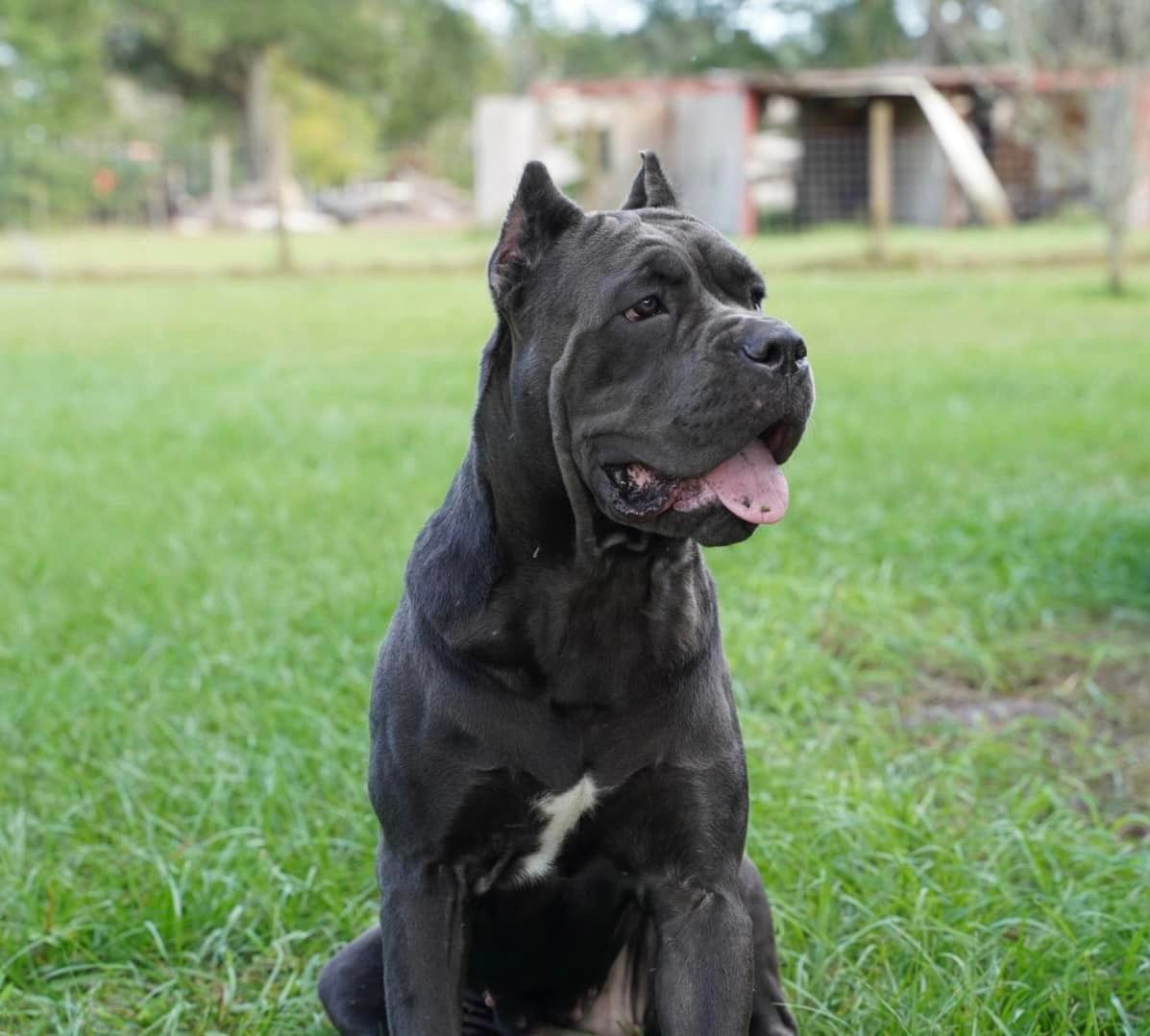 Dog Breeder Cane Corso