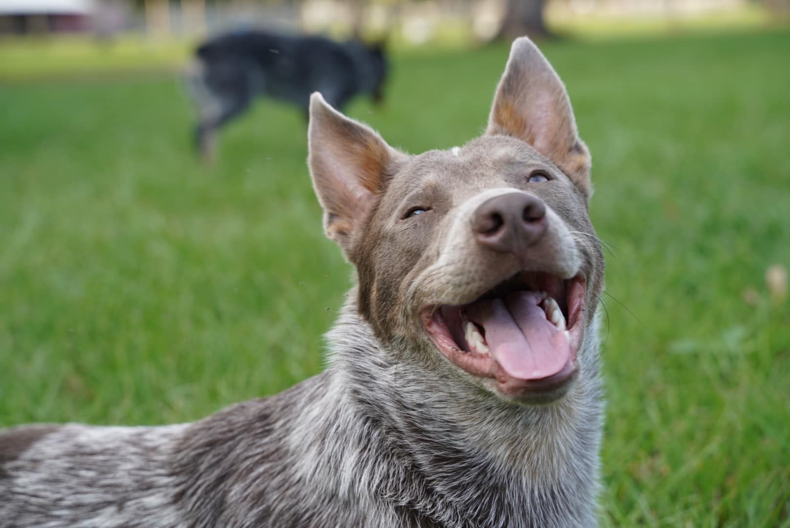Dog Breeder Australian Cattle Dog