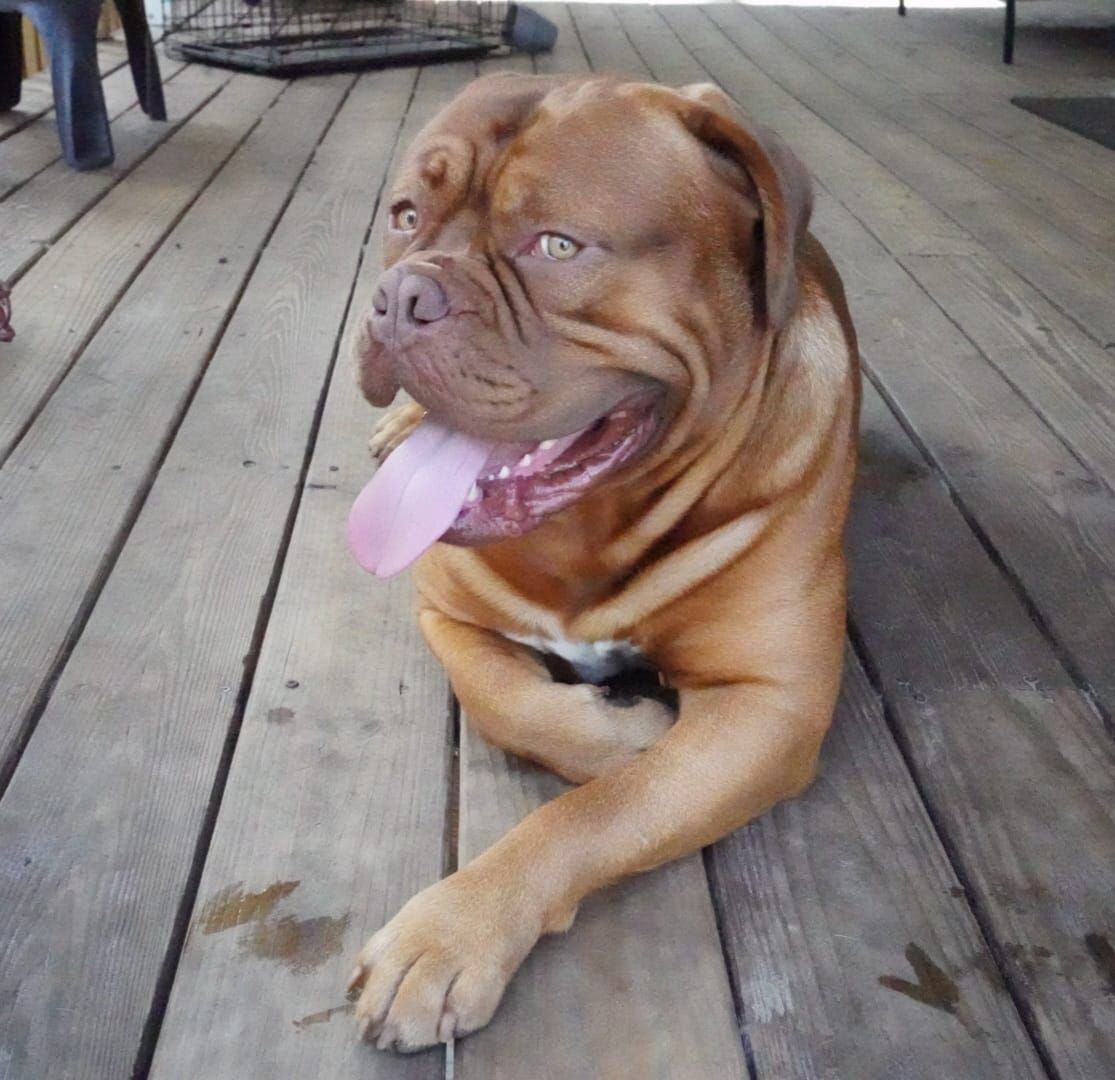 Dog Breeder French Mastiff