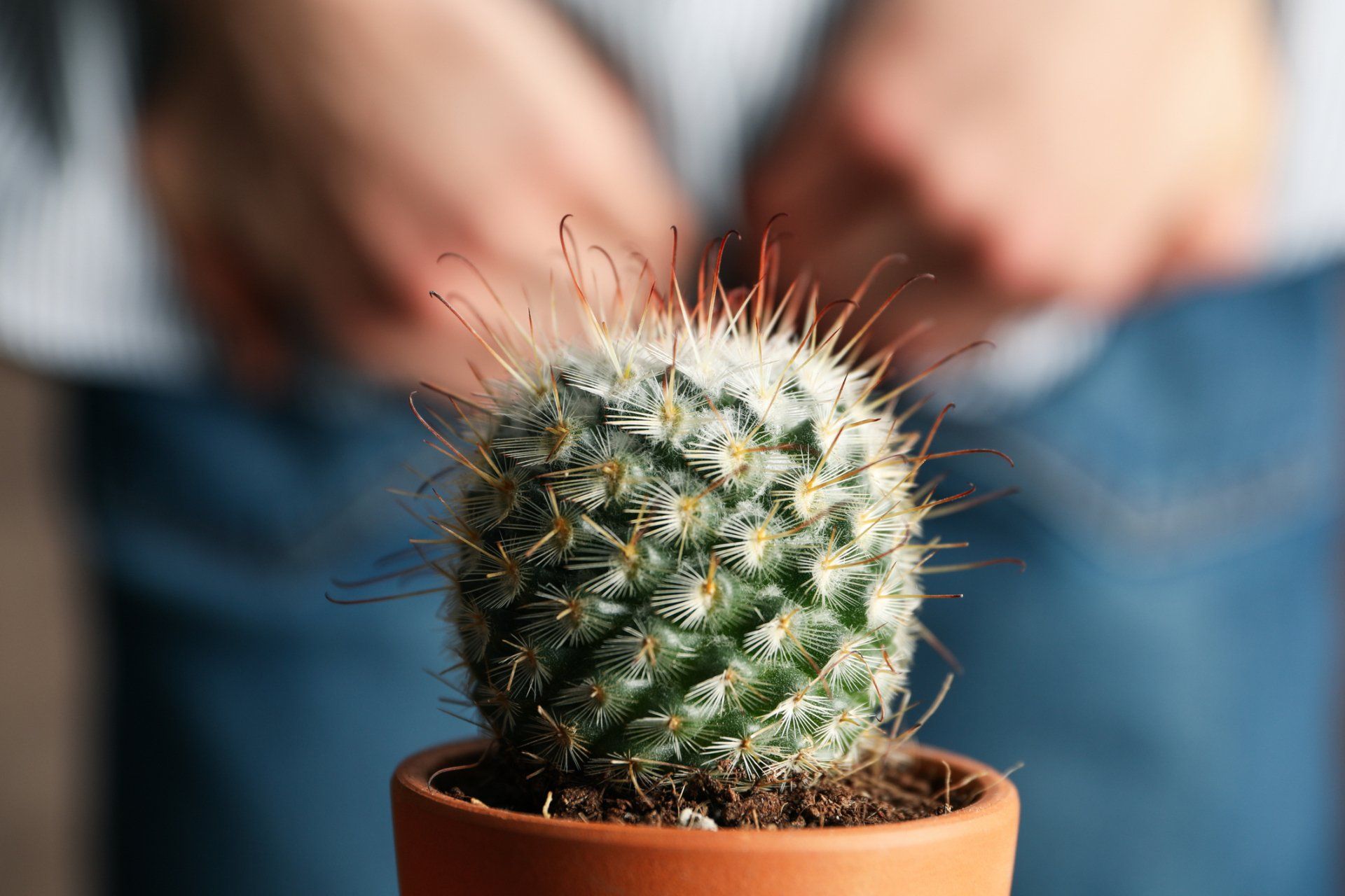 Cactus in Pot – Milwaukee, OR – The Oregon Hemorrhoid Clinic