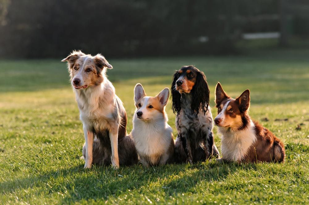 All Dogs Sitting And Training — Dog Training In Armidale, NSW