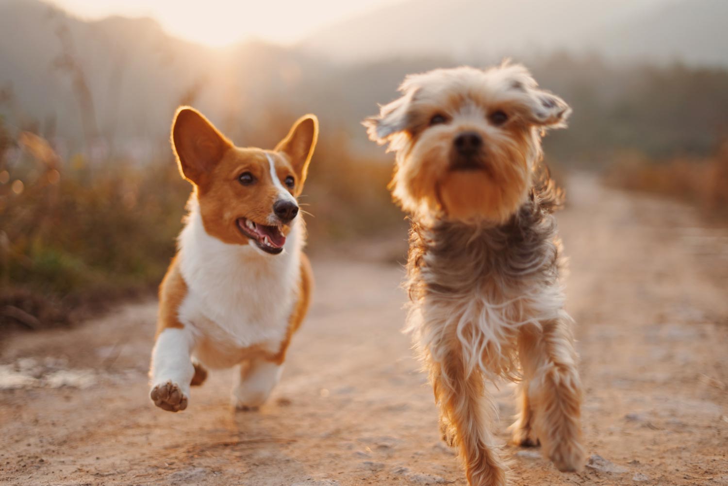 Two Dog Makes Happy And Running — Dog Training In Armidale, NSW