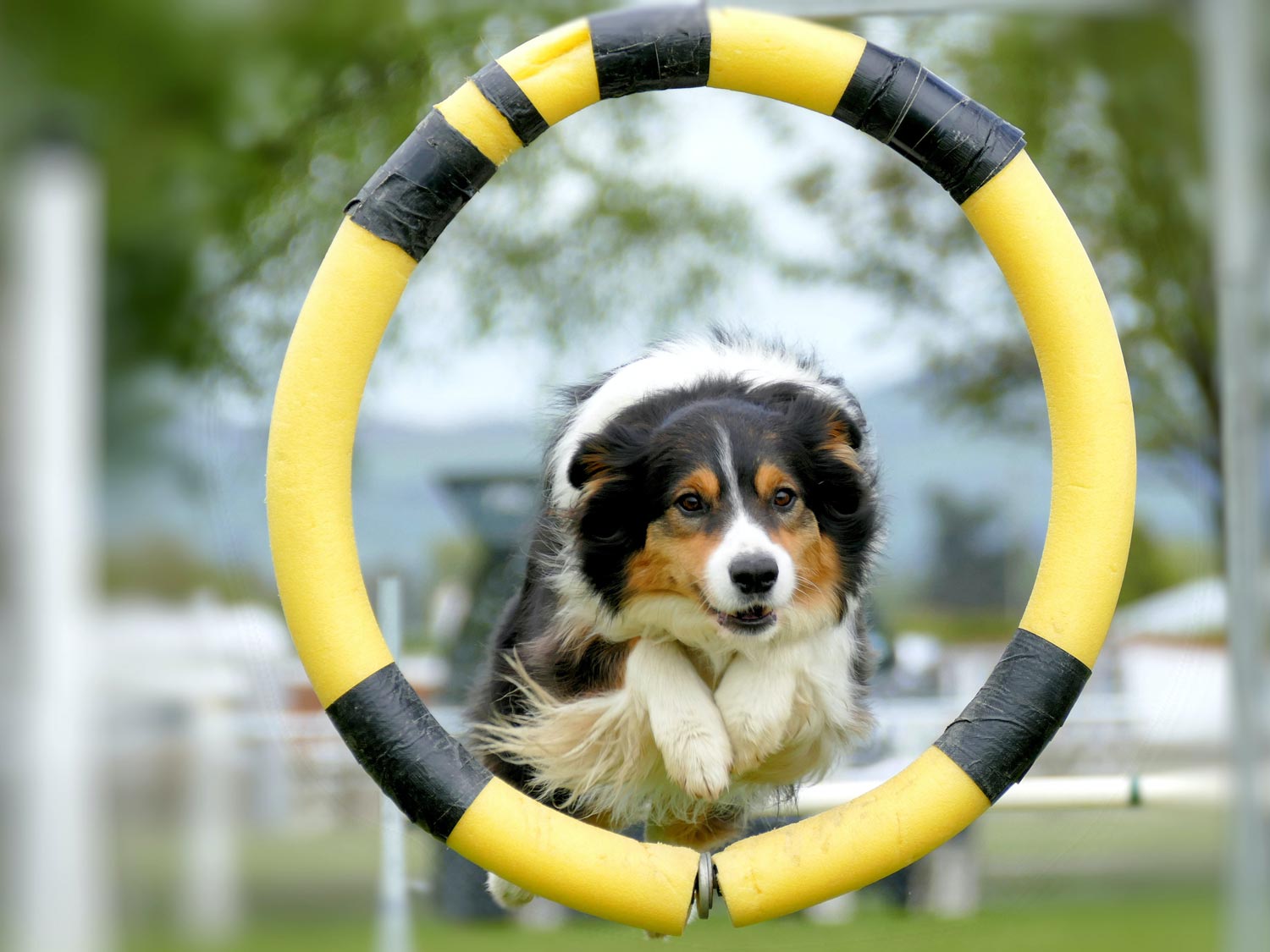 A Dog Jump Hoop — Dog Training In Armidale, NSW