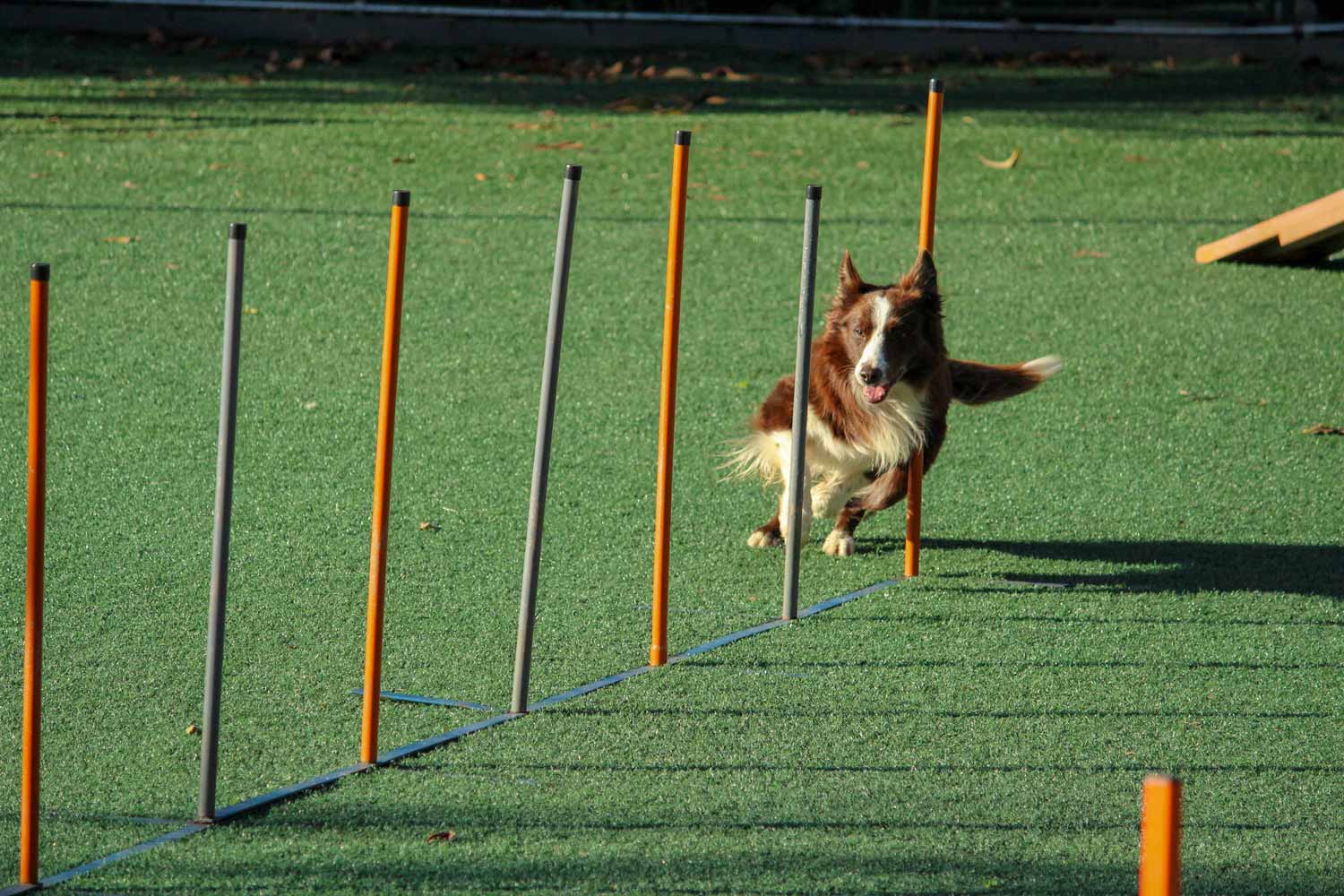 A Dog Training Other — Dog Training In Armidale, NSW