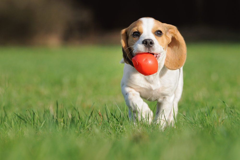 A Dog Bite Ball And Running — Dog Training In Armidale, NSW