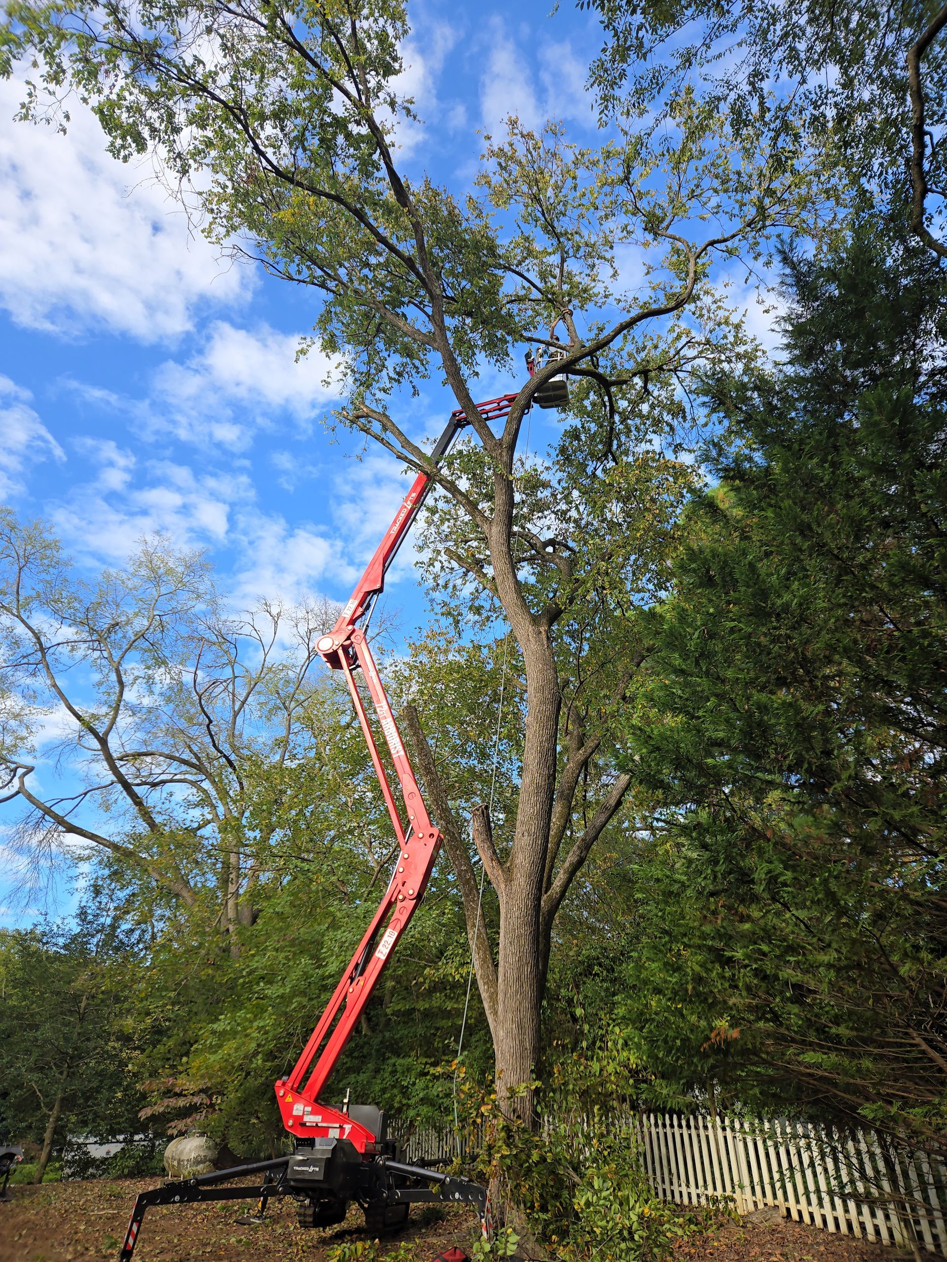 cutting tree down with chainsaw in Clarksville, Virginia