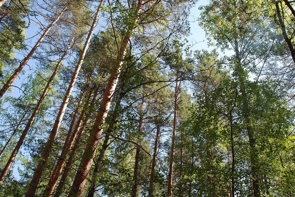 Get expert tree services in Boydton, VA with Woodswalker Tree Service