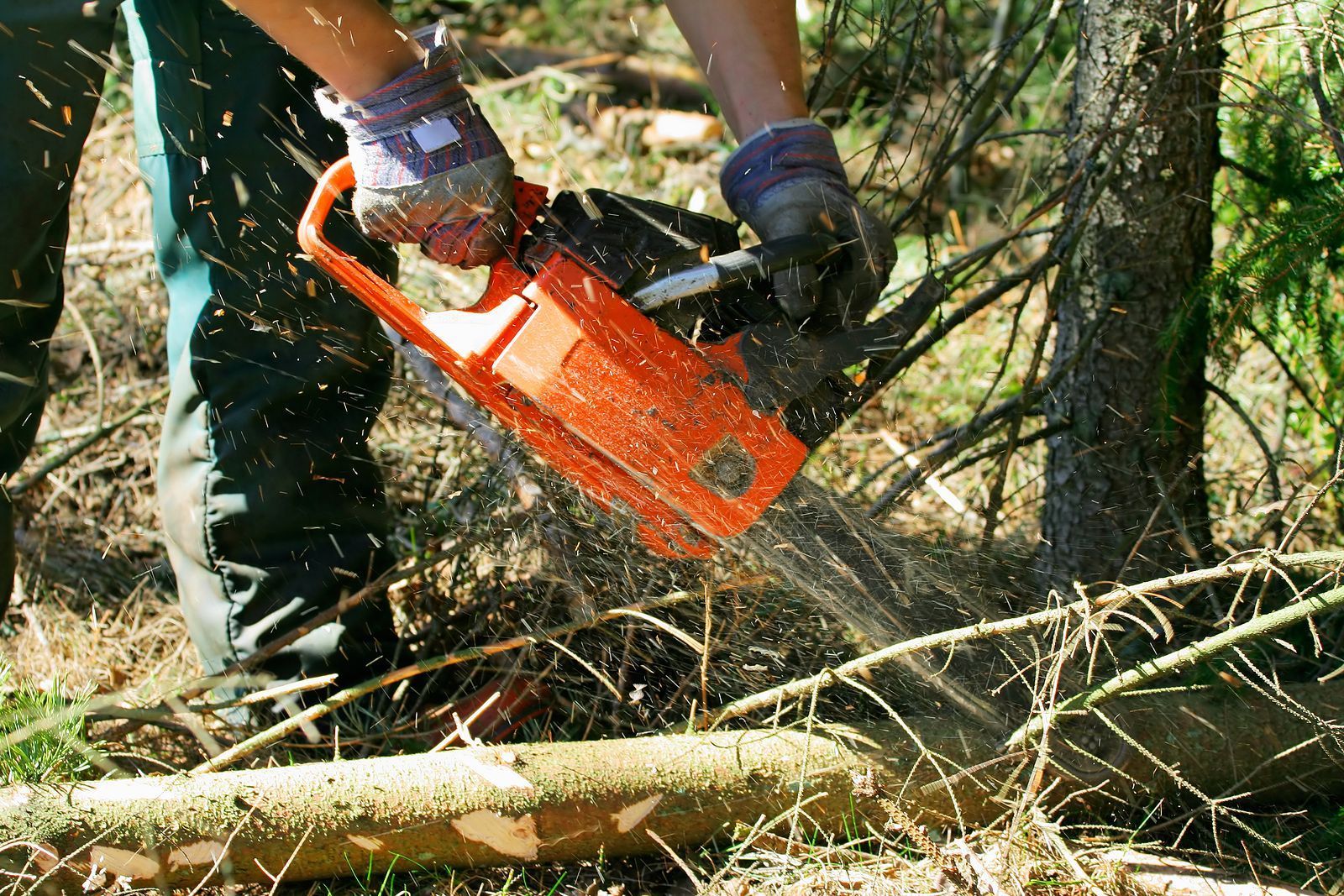 cutting tree down with chainsaw in Clarksville, Virginia