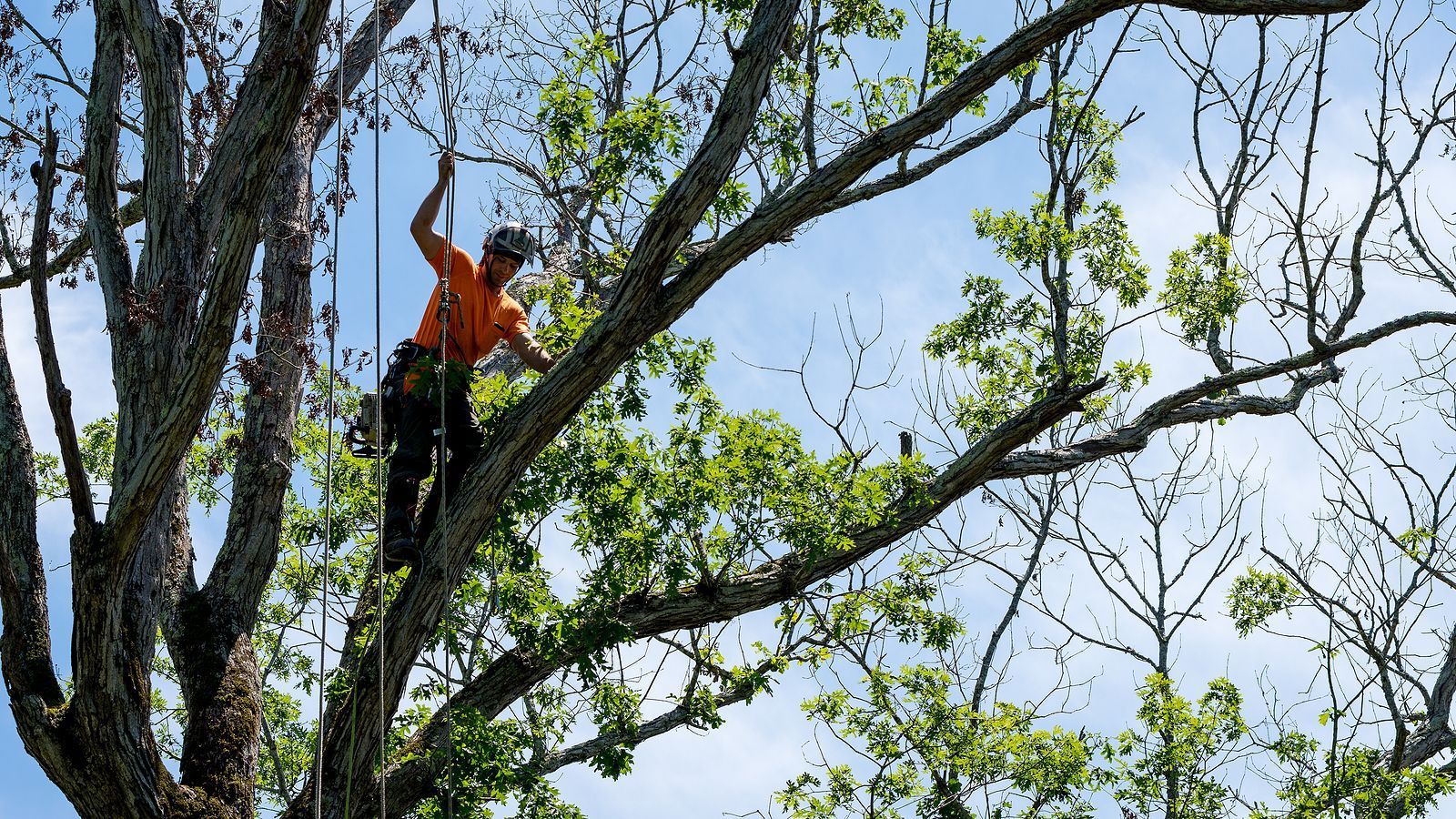 tree trimming services clarksville, virginia