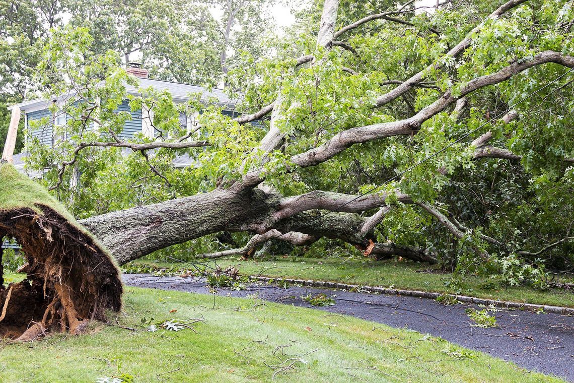 fallen tree over driveway in Clarksville, Virginia
