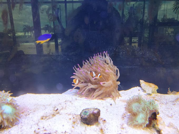 FAX Aquarium Aquarium Shop in Townsville