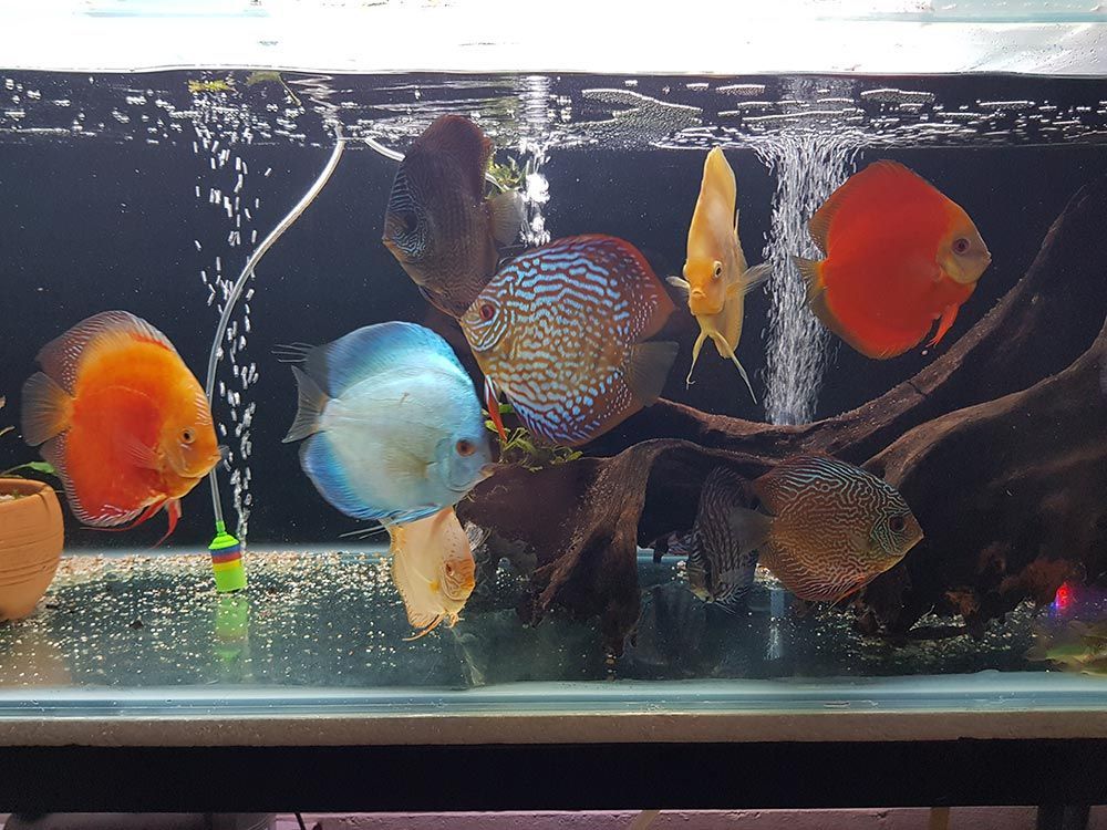 Freshwater Fish in Townsville FAX Aquarium