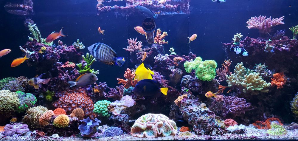 FAX Aquarium | Aquarium Shop in Townsville