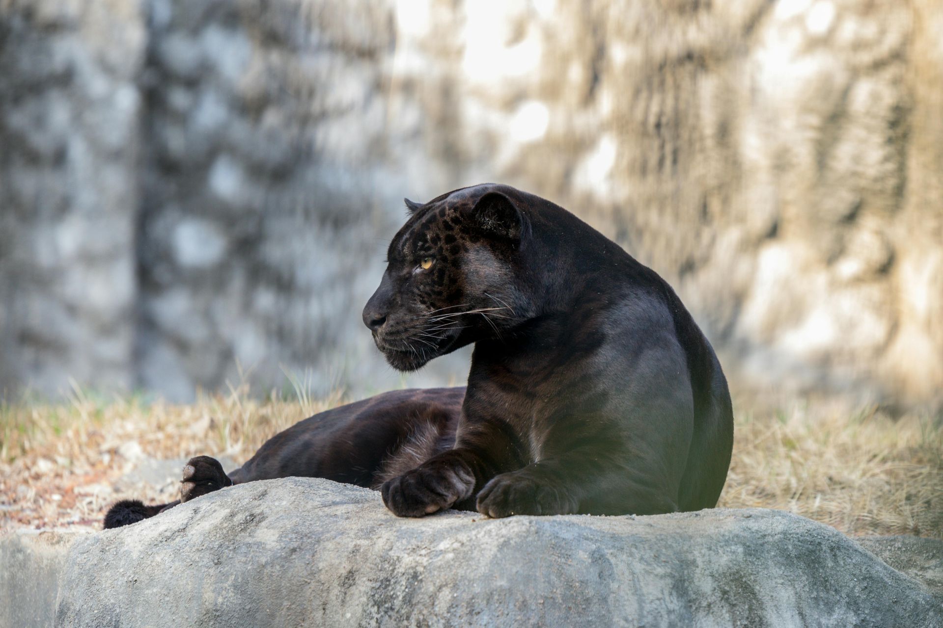 A black panther is laying on a rock in the grass.