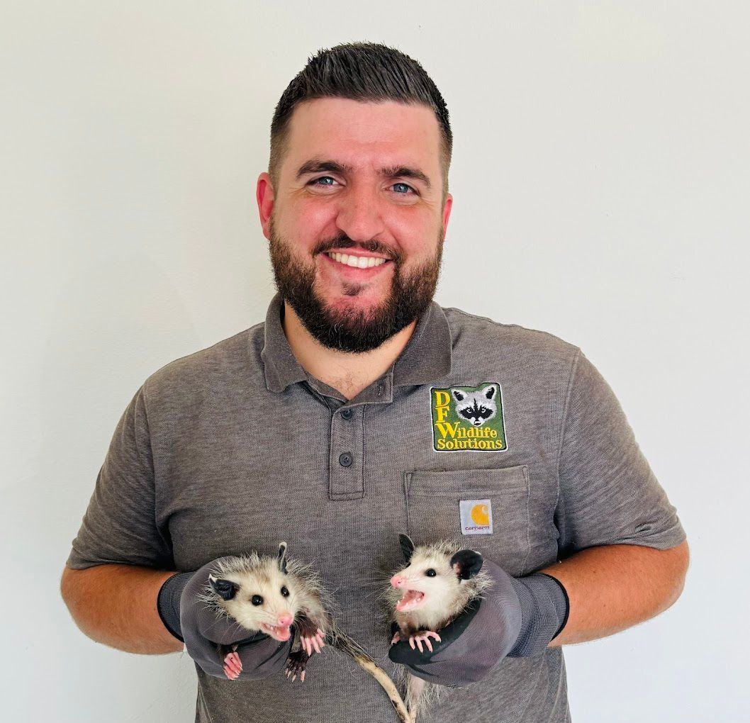 A man with a beard is holding two opossums in his hands.