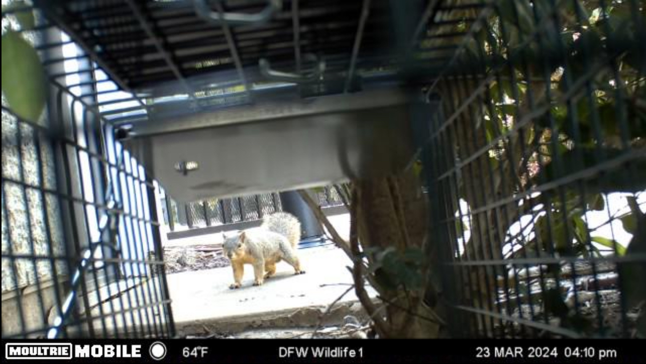 Coyote in a trap, near a tree. Light tan and gray fur, outdoors.