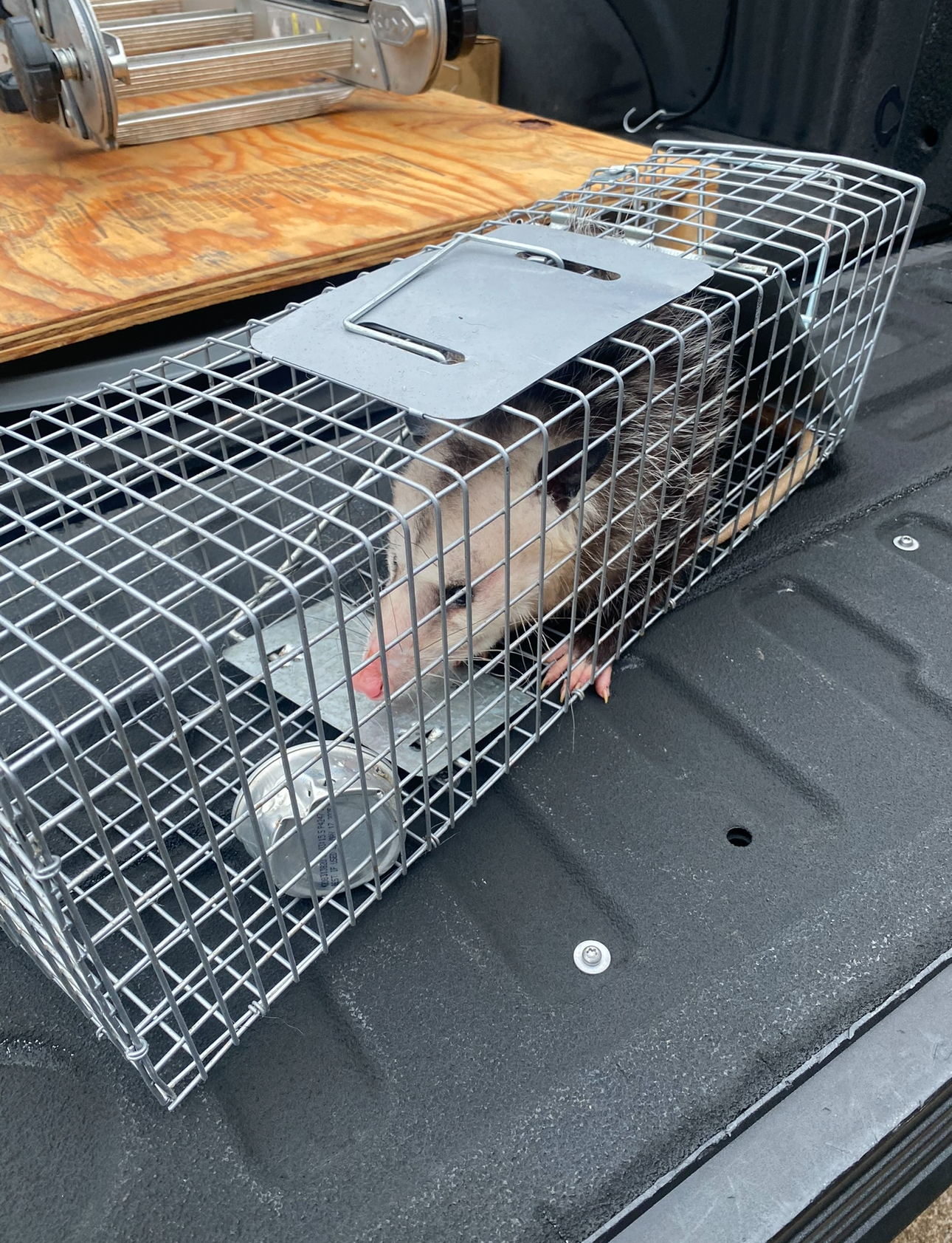 Opossum trapped in a metal cage on the bed of a truck. It has pink nose and ears.
