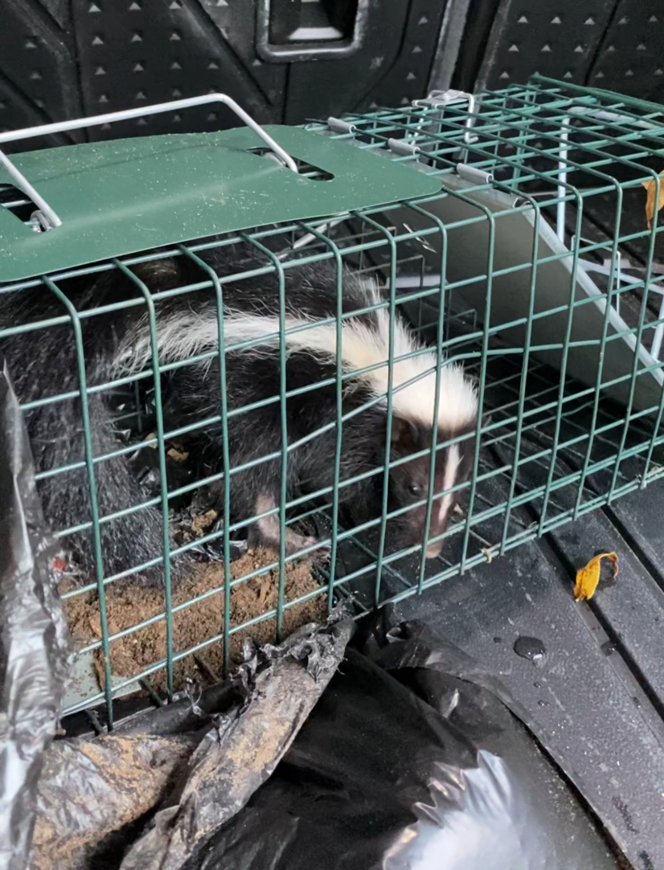 Skunk trapped in a cage, sitting in the back of a vehicle.