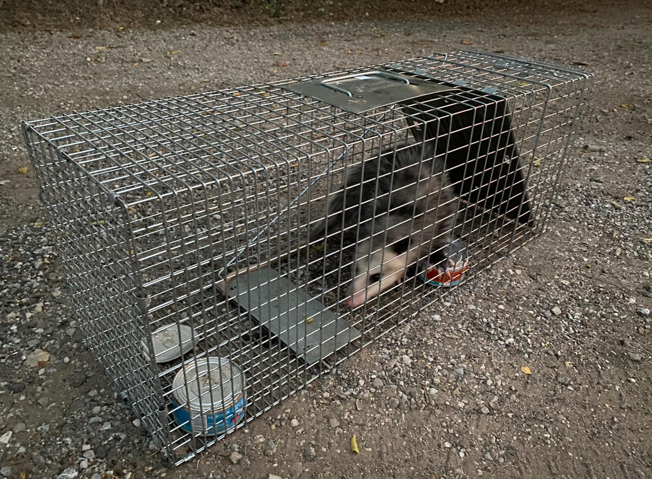 Opossum trapped in a metal cage on a gravel surface.