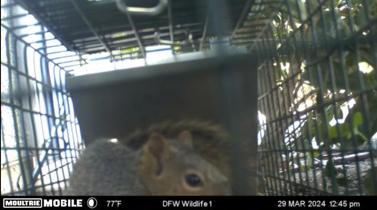 A squirrel inside a metal cage, looking out. The cage is outdoors, near green foliage.