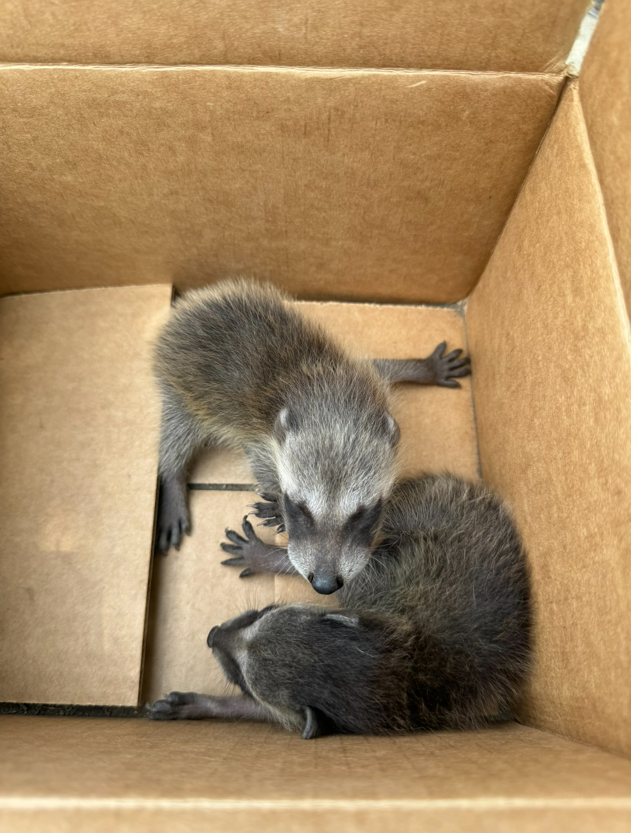 Two gray baby raccoons in a brown cardboard box. One stands, reaching out; the other lies down.