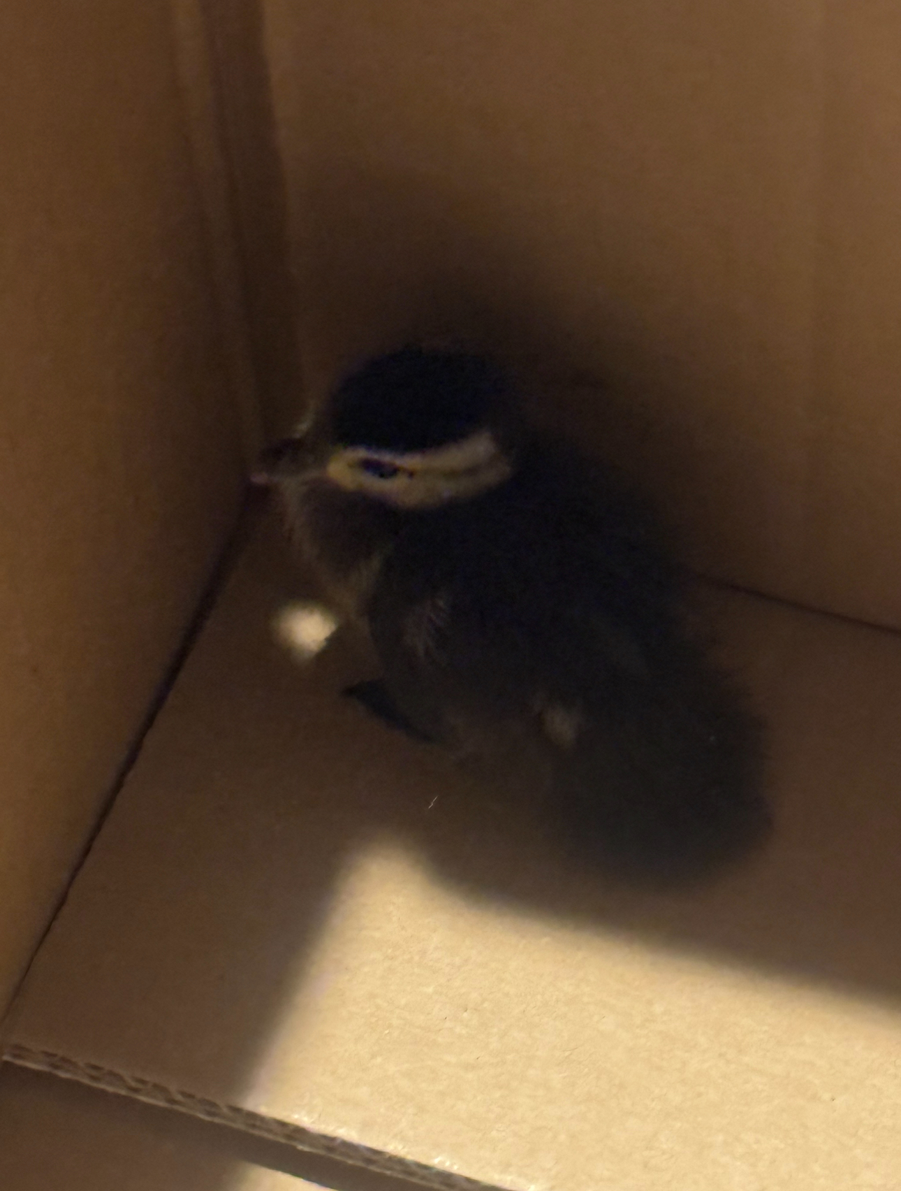 Baby bird in a cardboard box, dark feathers, light markings on face.