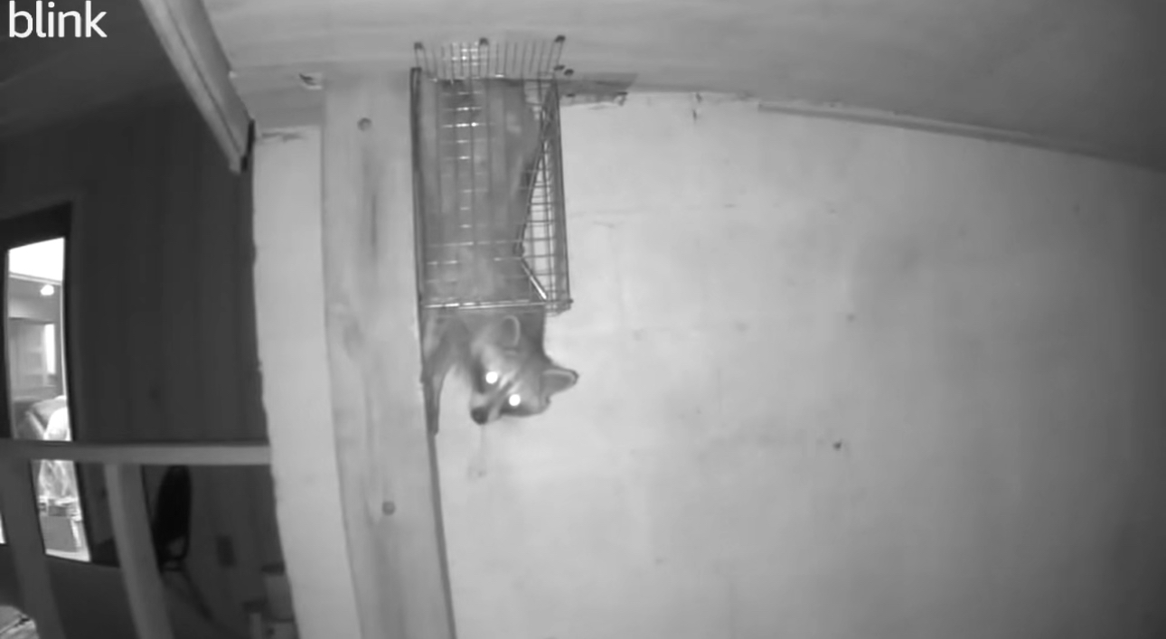 A small animal hangs from a contraption on a wall inside a room. The creature appears to be inspecting the setup.