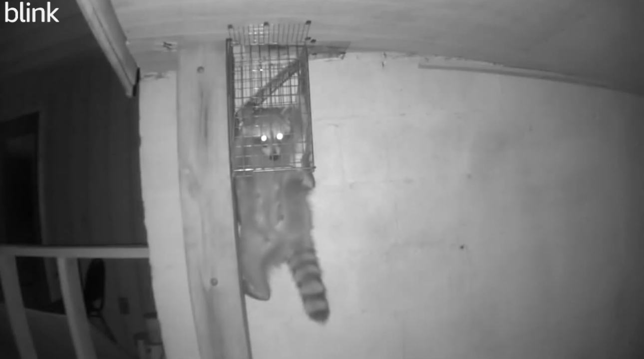 Raccoon trapped in a metal cage attached to a wall, illuminated by a camera, indoors.