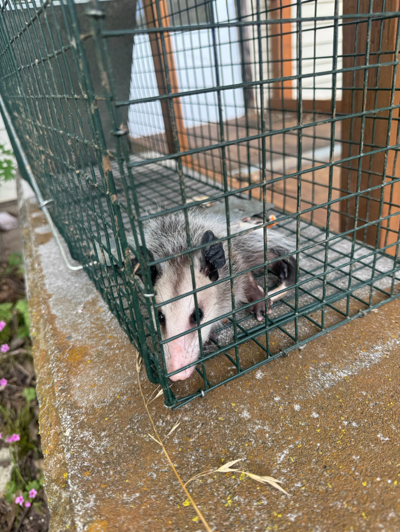 Opossum trapped in a metal cage, looking towards the camera. Outdoors on a concrete ledge.