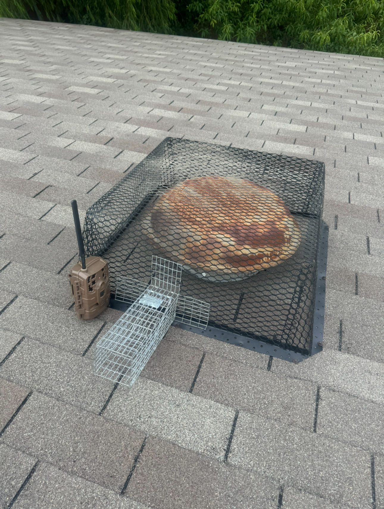 A turtle trap on a roof, with a cage, bait box, and chain.