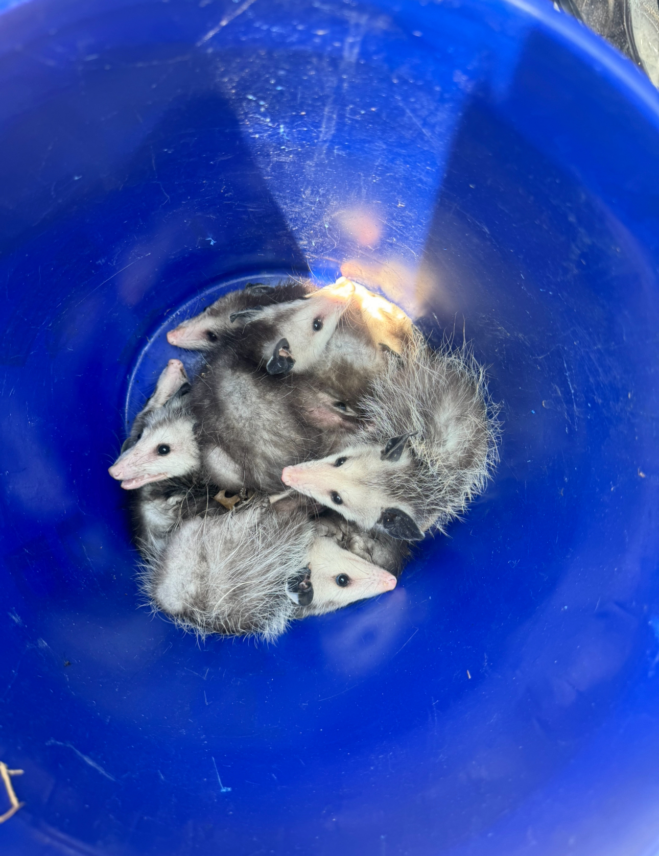 Four baby opossums huddled together in a blue bucket.