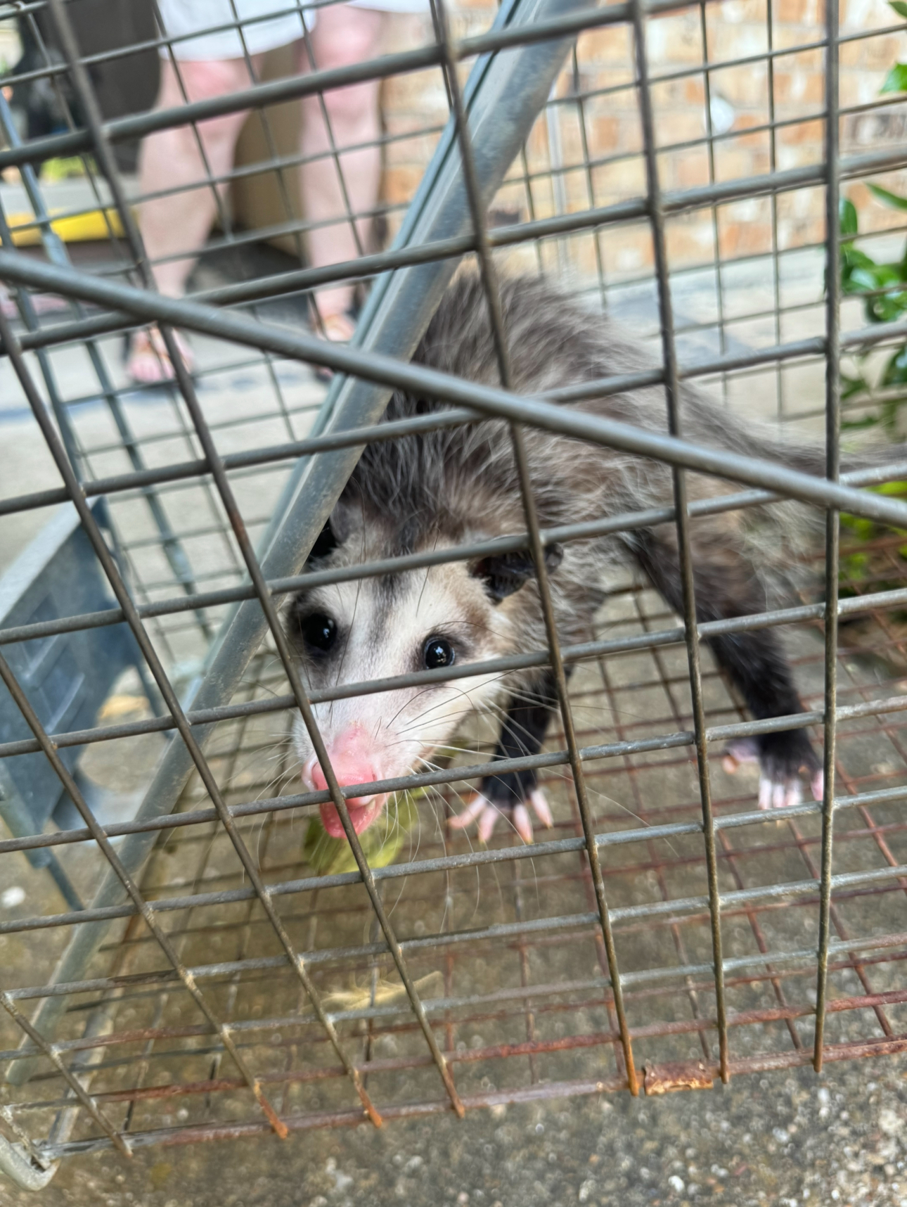 Opossum trapped in a metal cage, looking directly at the camera.