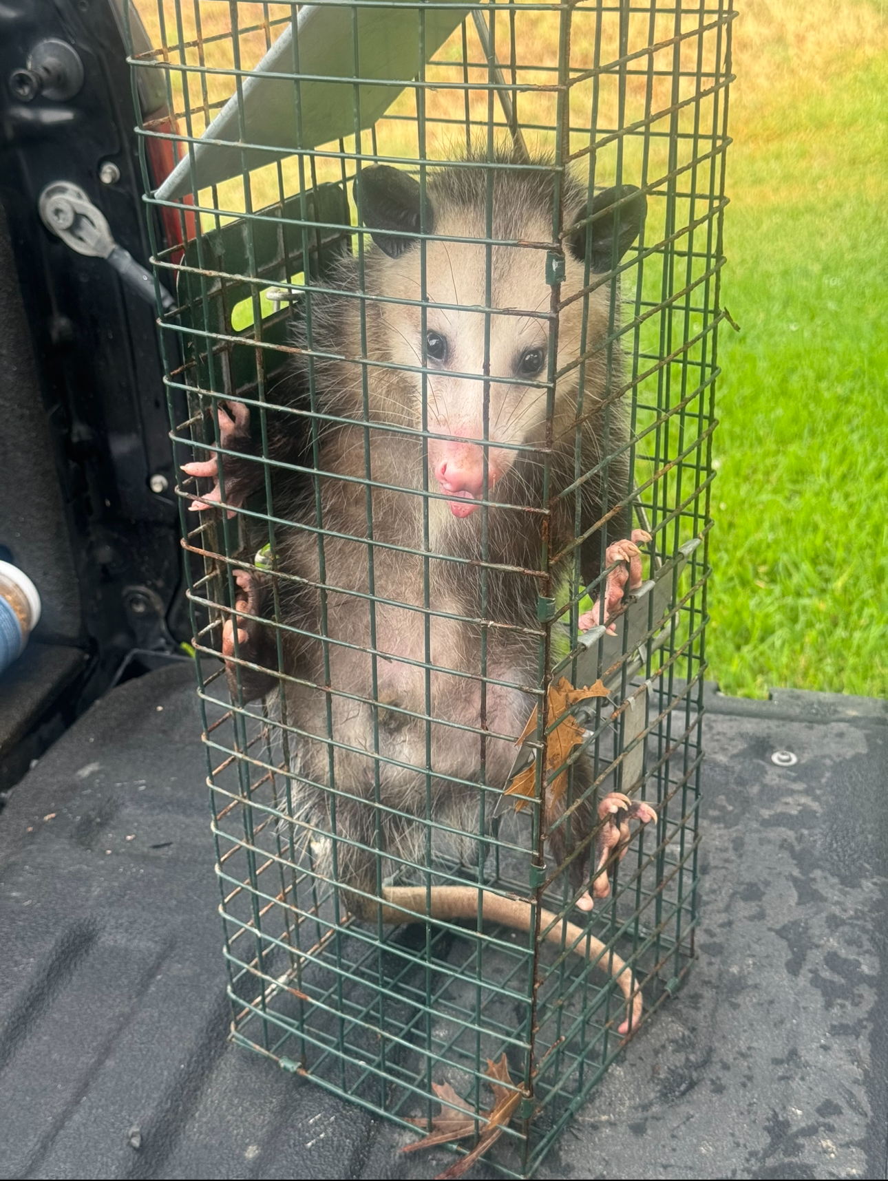 Opossum in a wire cage inside of a truck bed, staring forward.