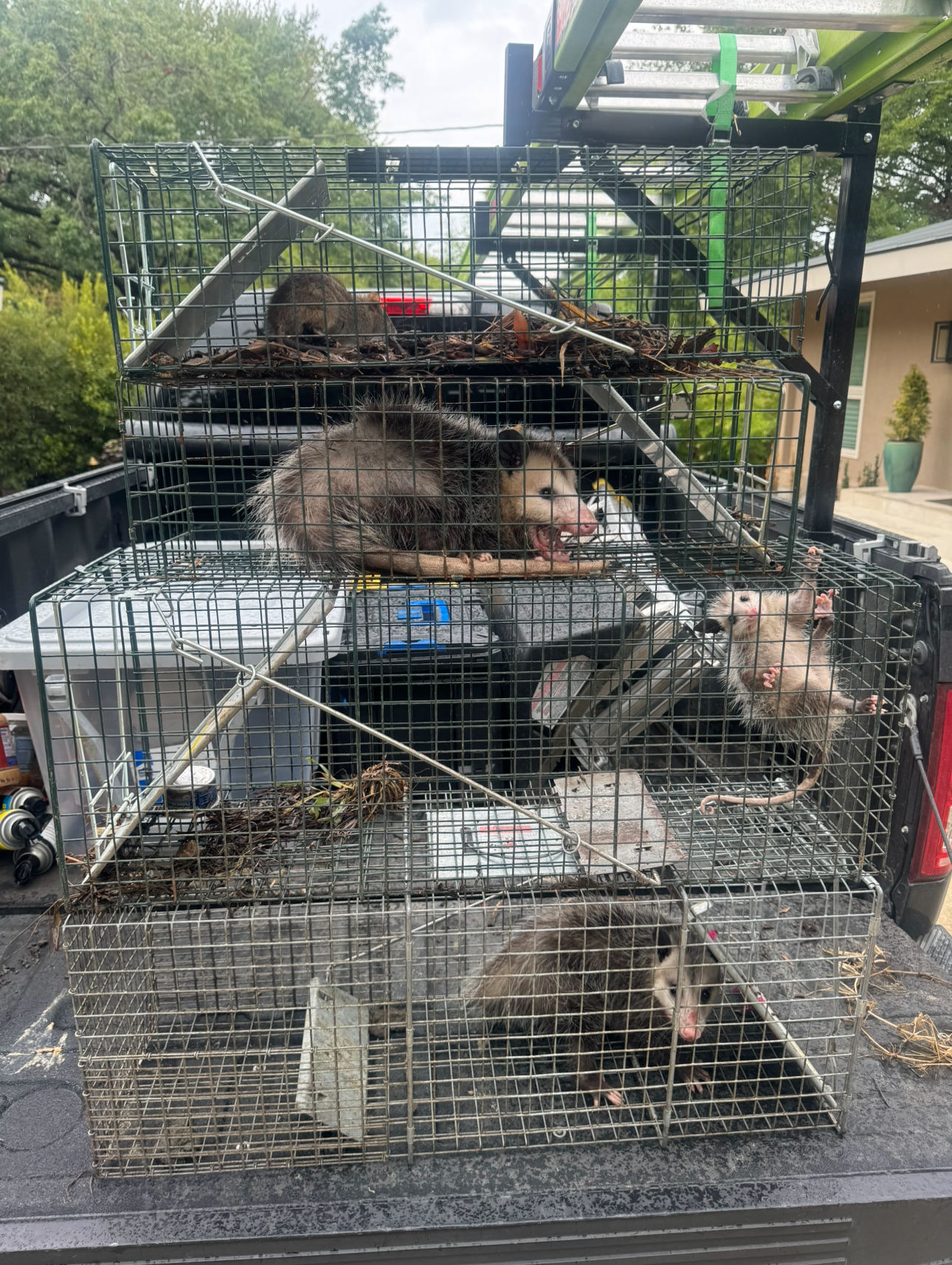 Truck bed with four possum-filled traps, outdoors. Several possums are visible, trapped and looking out.