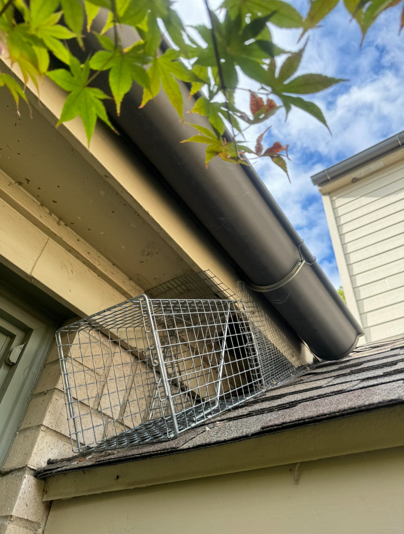 A wire cage attached to a roof near a gutter, possibly for trapping animals.