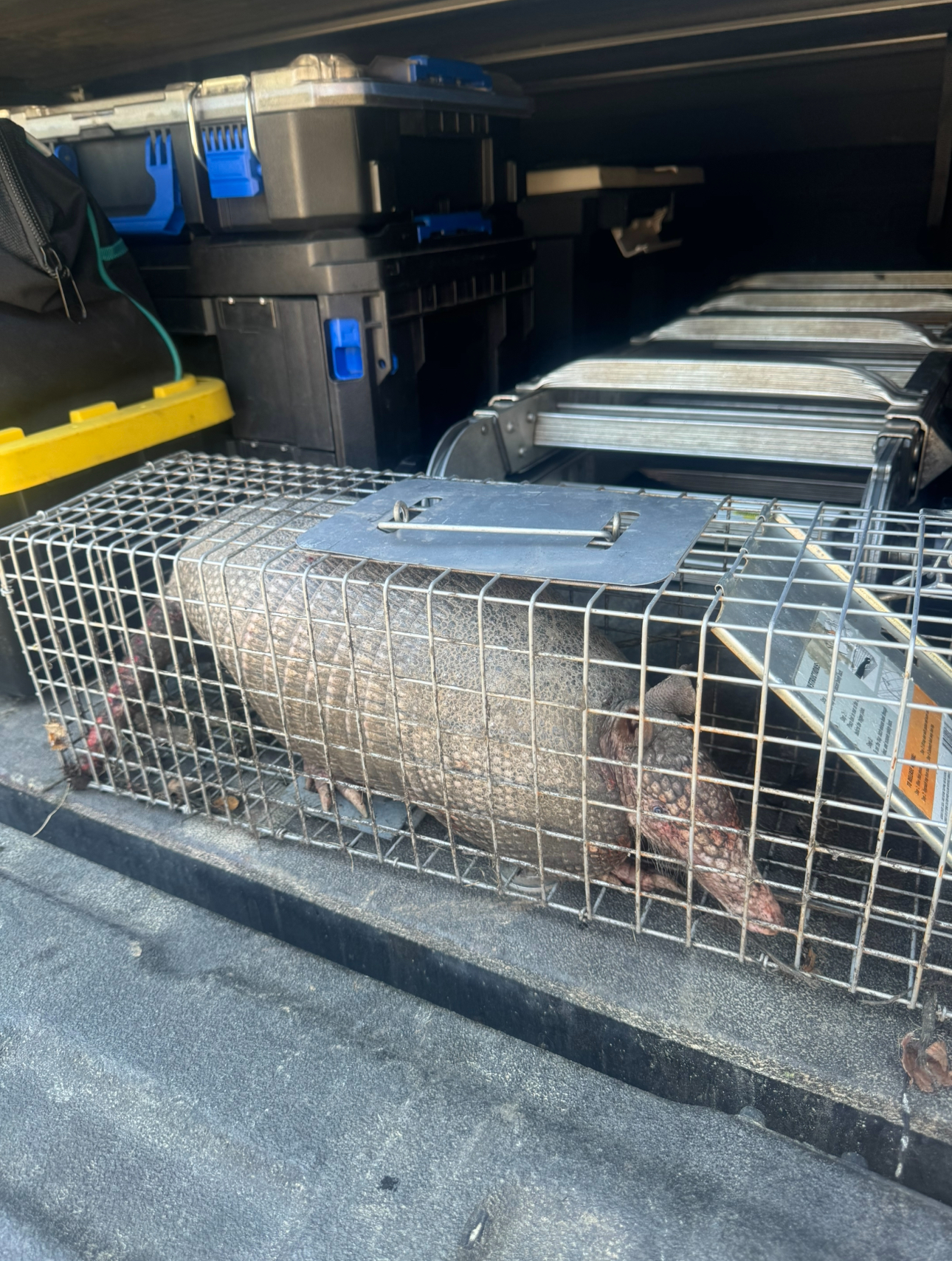 A large animal, likely a wild hog, trapped inside a metal cage, sitting in the back of a truck.