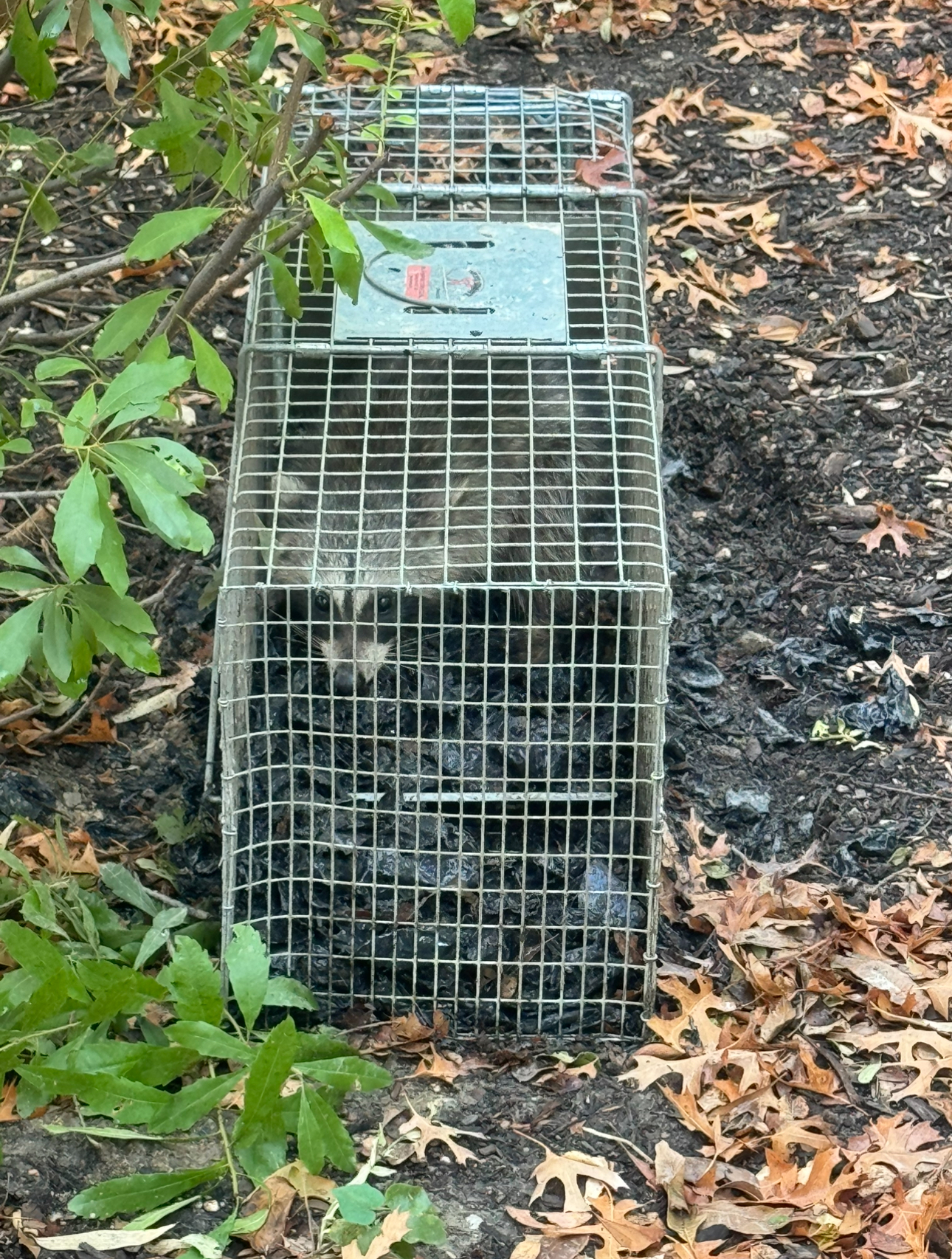 Raccoon trapped inside a metal cage in a wooded area; leaves and twigs surrounding.