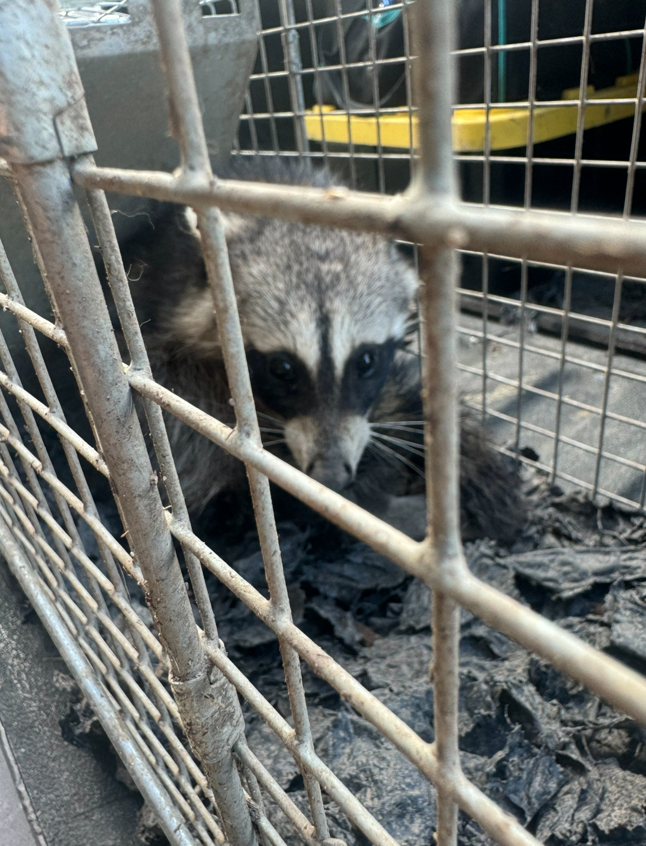 Raccoon trapped in a cage, looking towards the camera. Gray and black fur, sitting in dirt.
